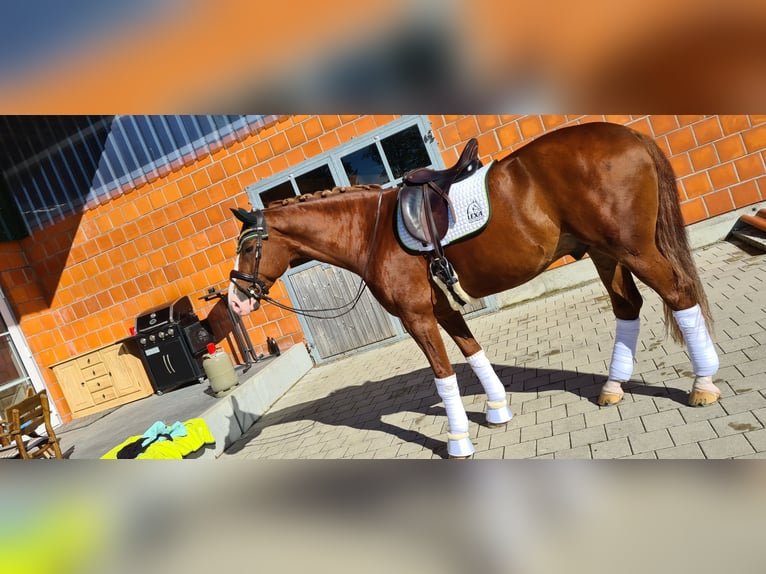 Bavarian Warmblood Gelding 12 years 17 hh Chestnut in Hausen