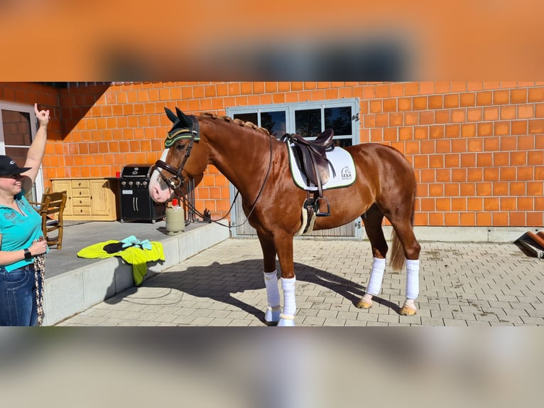 Bavarian Warmblood Gelding 12 years 17 hh Chestnut in Hausen