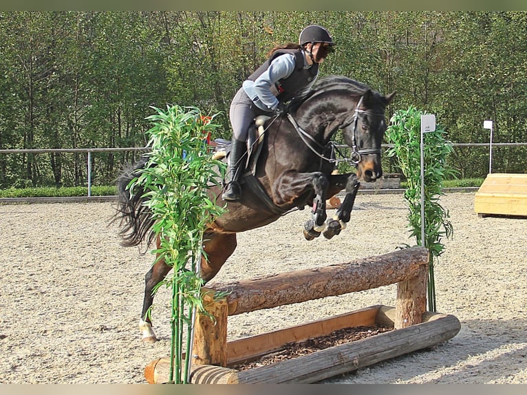 Bavarian Warmblood Gelding 13 years 15,1 hh Smoky-Black in Deggingen