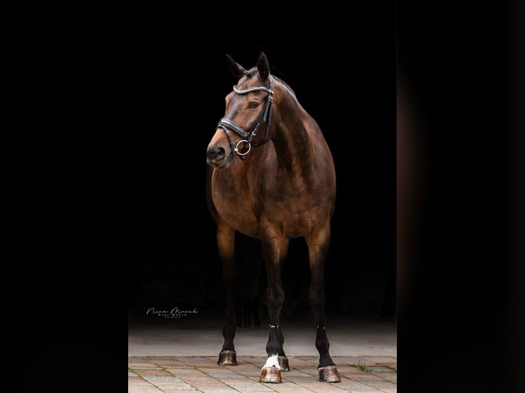 Bavarian Warmblood Gelding 13 years 15,2 hh Bay-Dark in Weiden