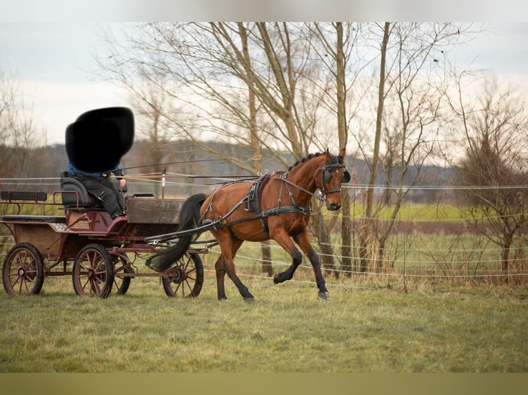 Bavarian Warmblood Gelding 13 years 15,3 hh Brown in Heßdorf