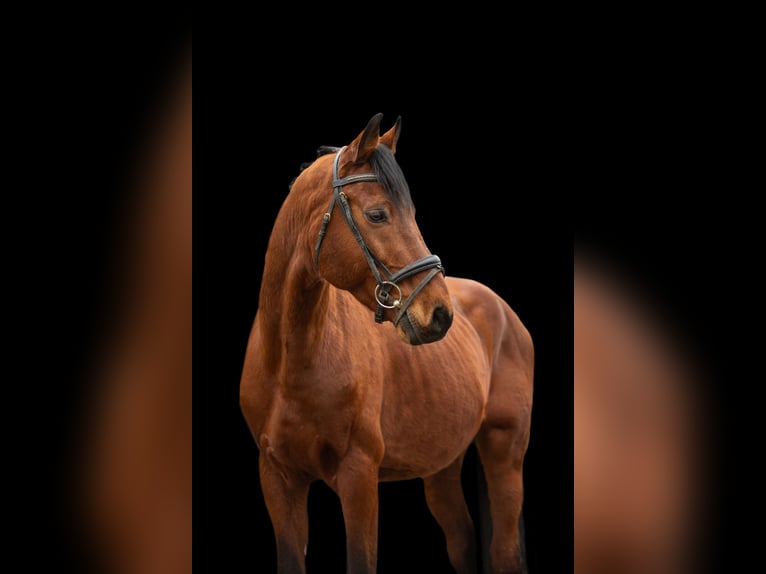 Bavarian Warmblood Gelding 13 years 15,3 hh Brown in Heßdorf