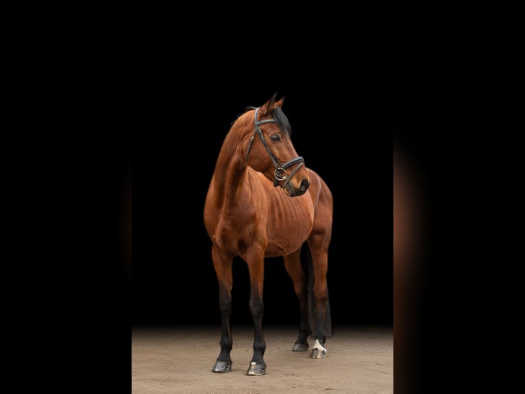 Bavarian Warmblood Gelding 13 years 15,3 hh Brown in Heßdorf