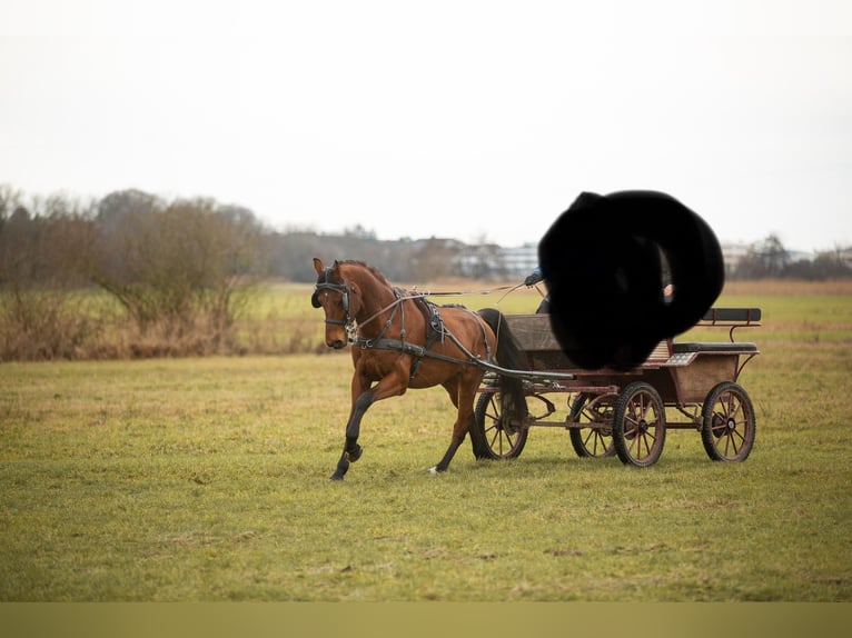 Bavarian Warmblood Gelding 13 years 15,3 hh Brown in Heßdorf