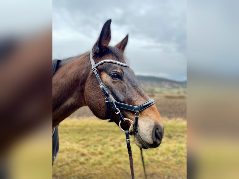 Bavarian Warmblood Gelding 13 years 16,2 hh Brown in Beratzhausen