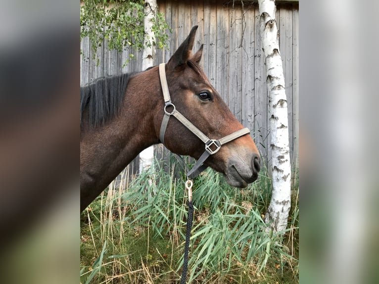 Bavarian Warmblood Gelding 13 years 16,2 hh Brown in Beratzhausen