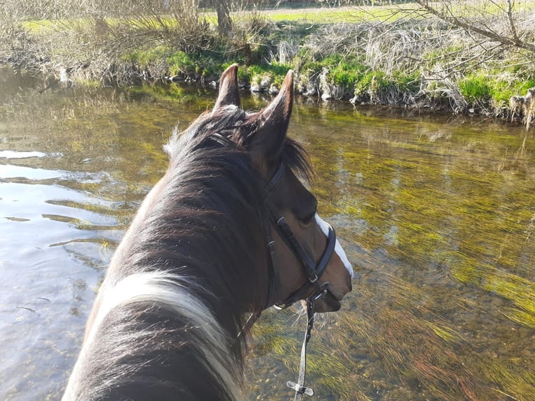 Bavarian Warmblood Gelding 13 years 16.2 hh Pinto in Donaueschingen