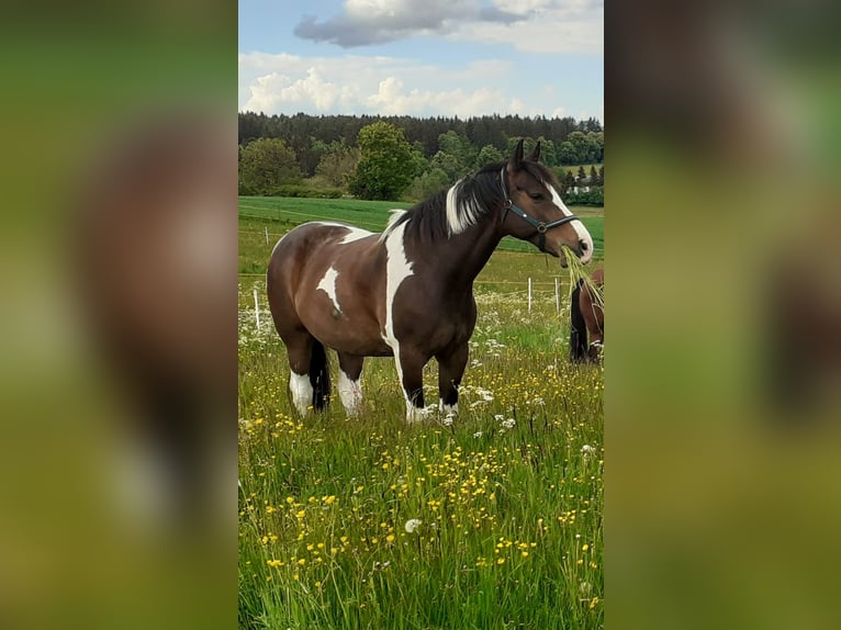 Bavarian Warmblood Gelding 13 years 16.2 hh Pinto in Donaueschingen