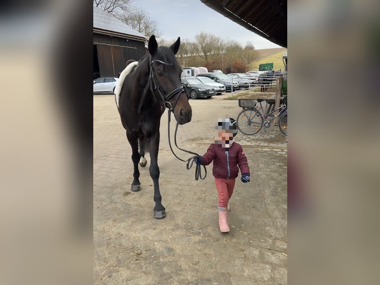 Bavarian Warmblood Gelding 13 years 16 hh Bay-Dark in Regensburg