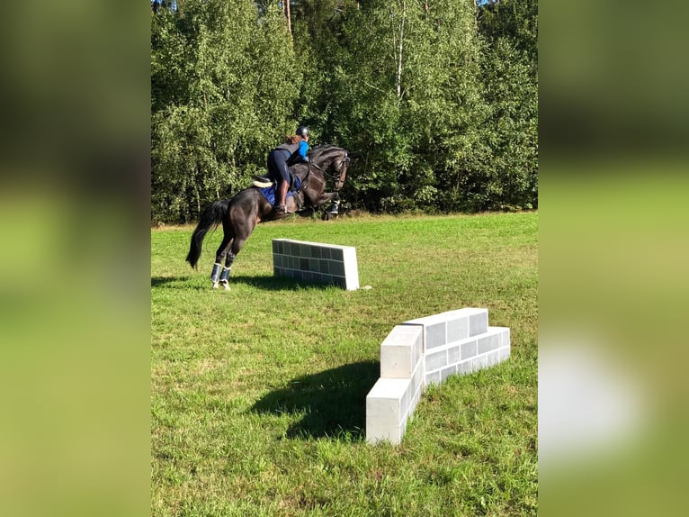 Bavarian Warmblood Gelding 13 years 16 hh Bay-Dark in Regensburg