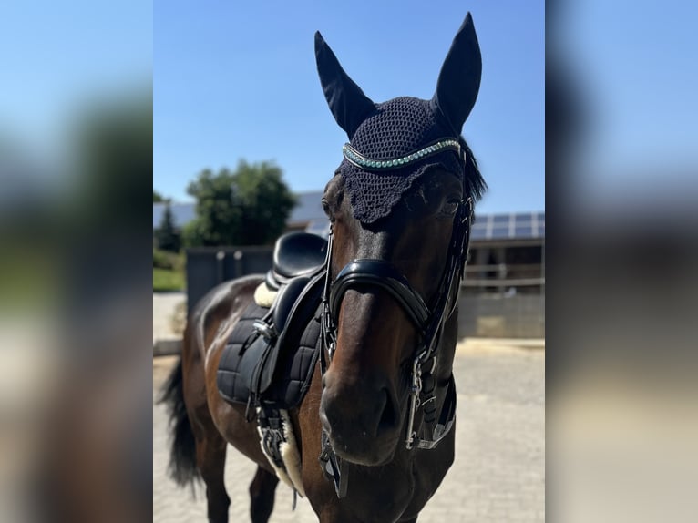 Bavarian Warmblood Gelding 13 years 16 hh Bay-Dark in Regensburg