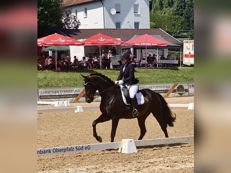 Bavarian Warmblood Gelding 13 years 16 hh Bay-Dark in Regensburg