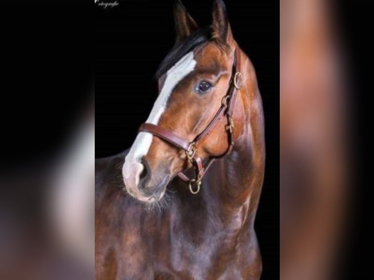 Bavarian Warmblood Gelding 13 years 16 hh Brown in Bleckede