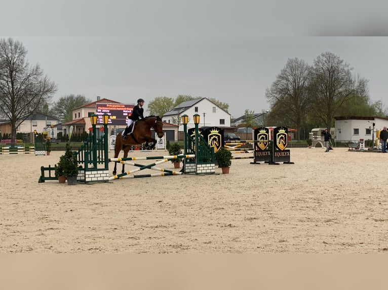 Bavarian Warmblood Gelding 13 years 16 hh Brown in Aschheim