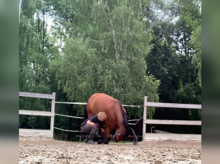 Bavarian Warmblood Gelding 13 years 16 hh Brown in Aschheim