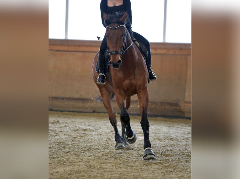 Bavarian Warmblood Gelding 13 years 16 hh Brown in Aschheim