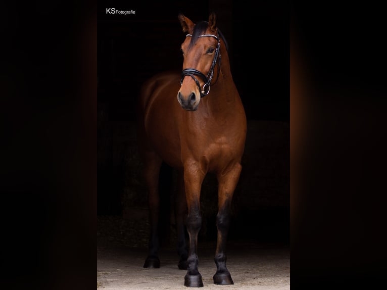 Bavarian Warmblood Gelding 13 years 16 hh Brown in Aschheim