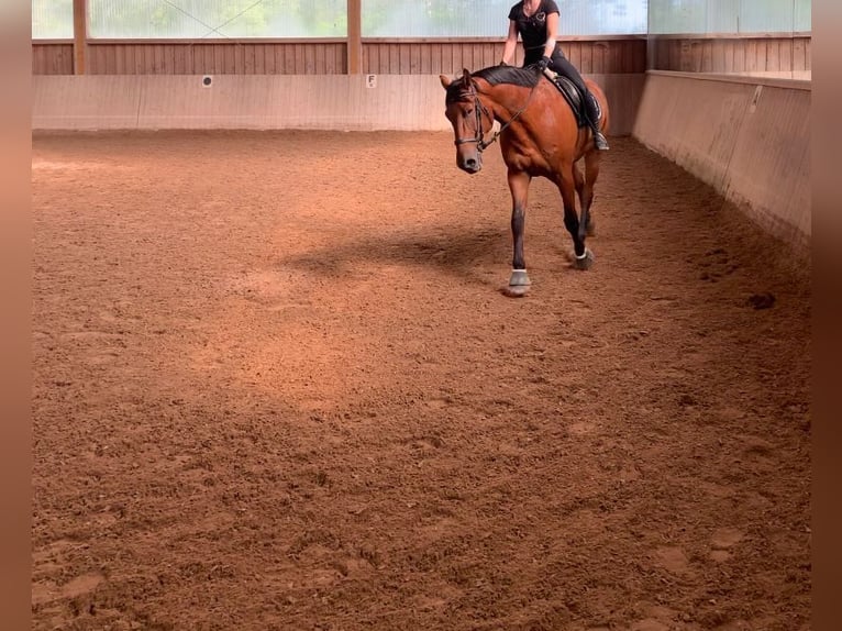 Bavarian Warmblood Gelding 13 years 16 hh Brown in Aschheim