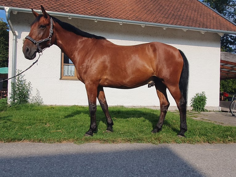 Bavarian Warmblood Gelding 13 years 16 hh Brown in Aschheim