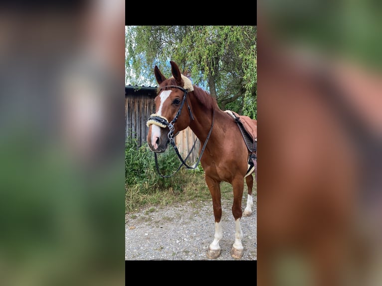 Bavarian Warmblood Gelding 13 years 16 hh Chestnut-Red in Landsberied