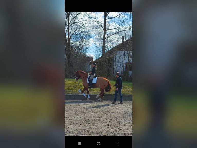 Bavarian Warmblood Gelding 13 years 16 hh Chestnut-Red in Landsberied