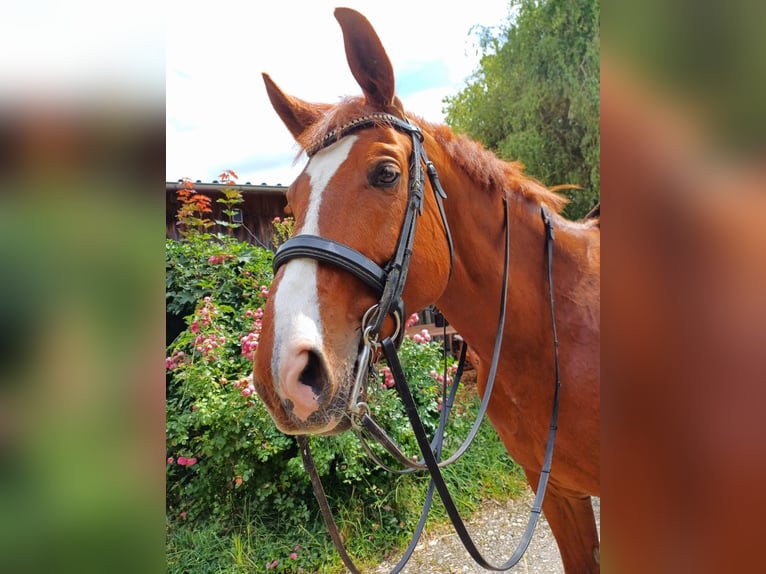 Bavarian Warmblood Gelding 13 years 16 hh Chestnut-Red in Landsberied