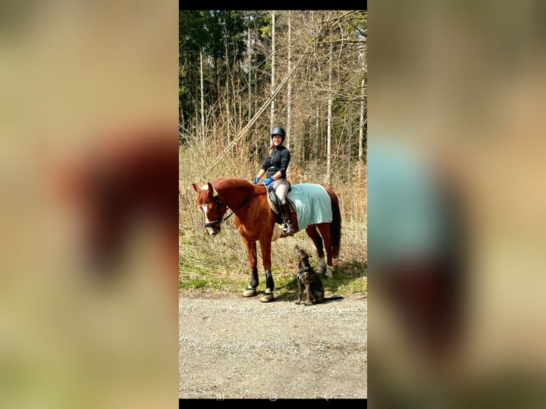 Bavarian Warmblood Gelding 13 years 16 hh Chestnut-Red in Landsberied