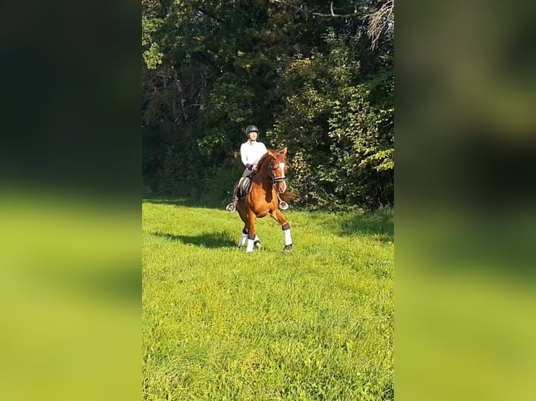 Bavarian Warmblood Gelding 13 years 16 hh Chestnut-Red in Landsberied