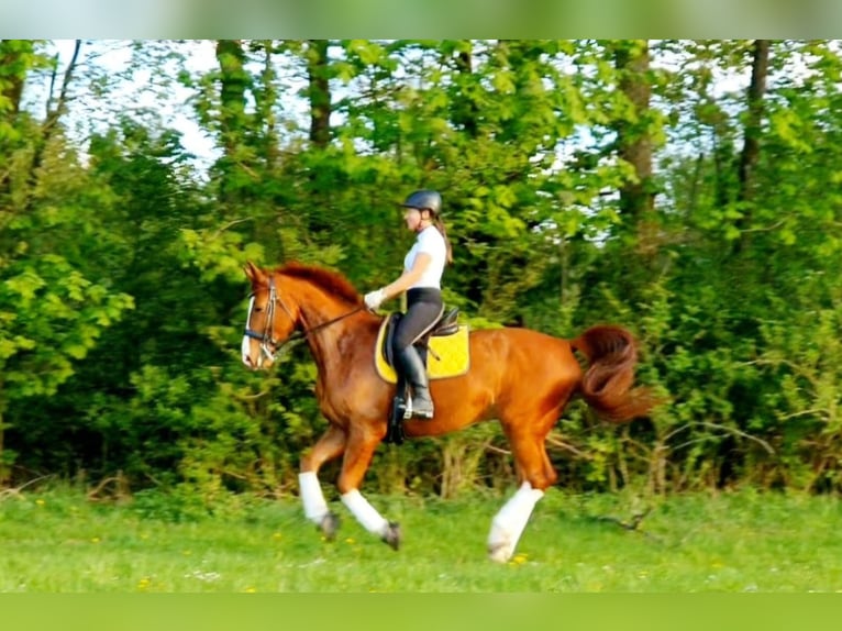 Bavarian Warmblood Gelding 13 years 16 hh Chestnut-Red in Landsberied