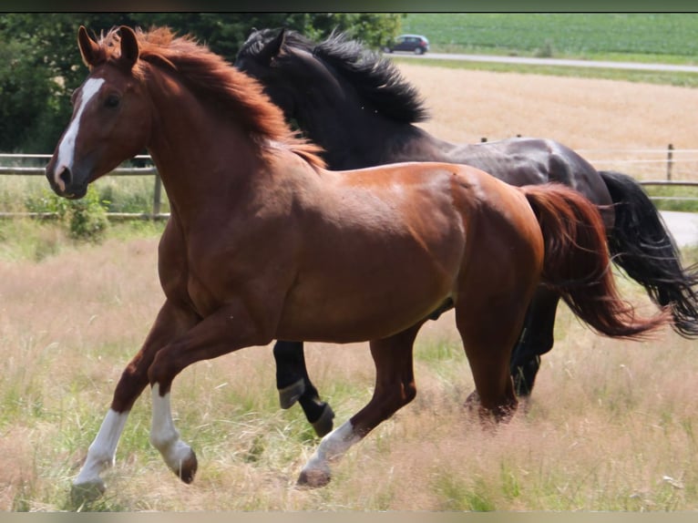 Bavarian Warmblood Gelding 13 years 16 hh Chestnut-Red in Landsberied