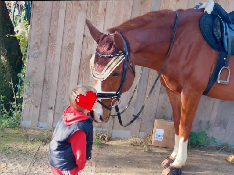 Bavarian Warmblood Gelding 13 years 16 hh Chestnut-Red in Landsberied