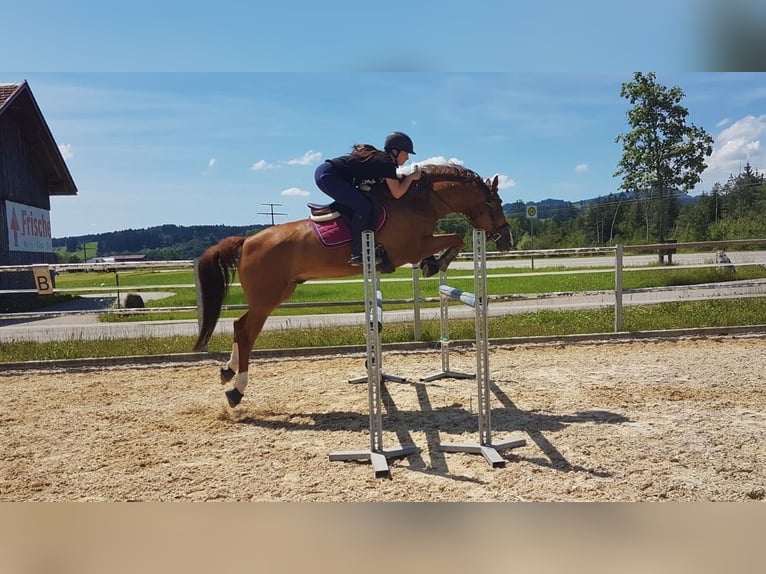 Bavarian Warmblood Gelding 13 years 16 hh Chestnut-Red in Buchenberg