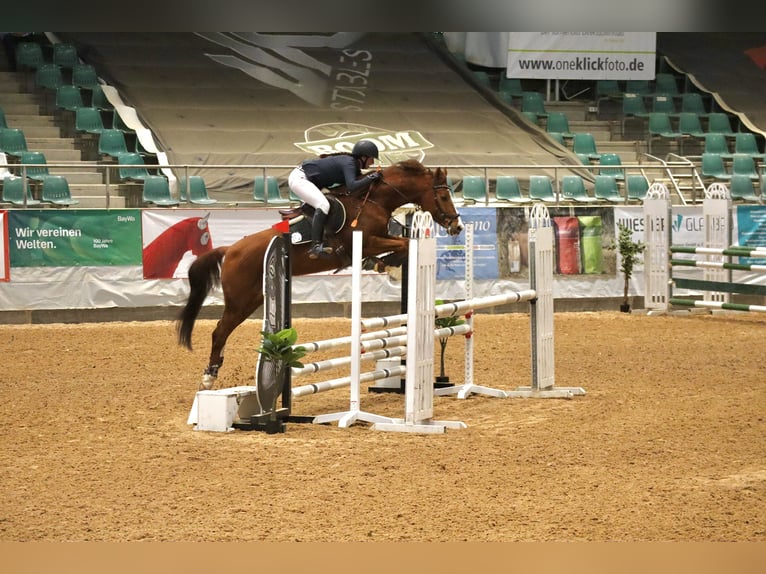 Bavarian Warmblood Gelding 13 years 16 hh Chestnut-Red in Buchenberg