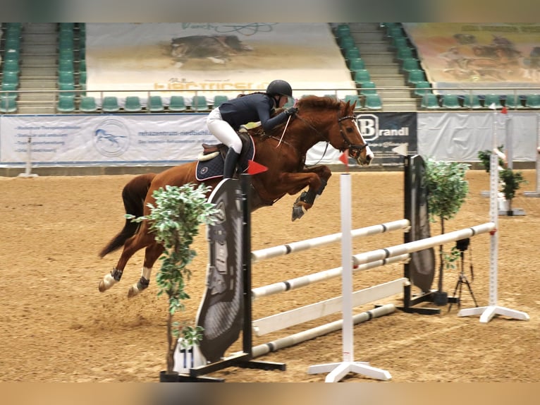 Bavarian Warmblood Gelding 13 years 16 hh Chestnut-Red in Buchenberg