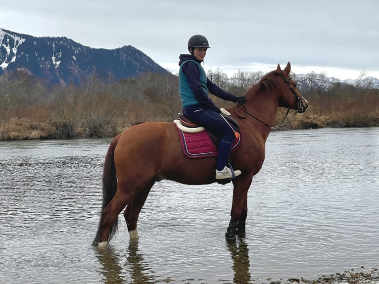 Bavarian Warmblood Gelding 13 years 16 hh Chestnut-Red in Buchenberg