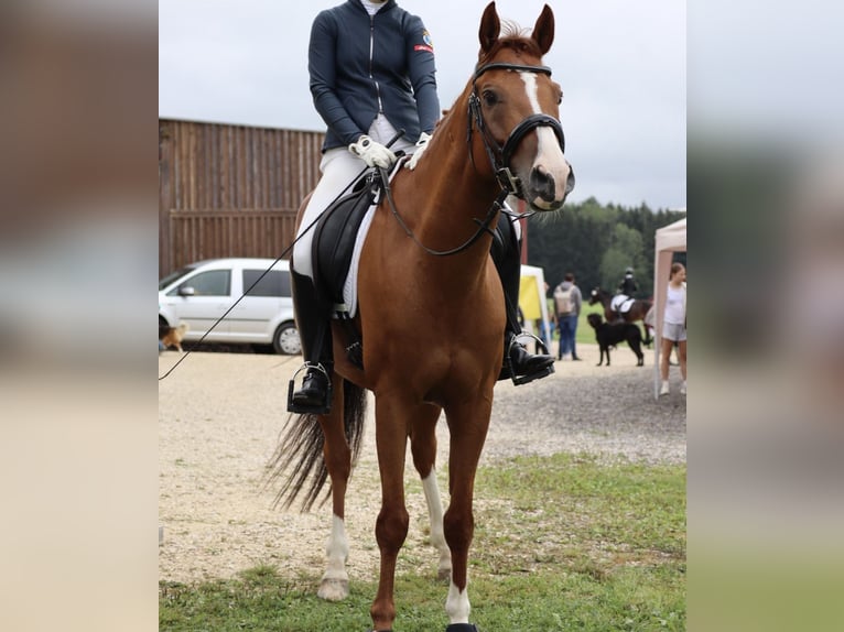 Bavarian Warmblood Gelding 13 years 16 hh Chestnut-Red in Buchenberg