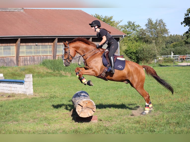 Bavarian Warmblood Gelding 13 years 16 hh Chestnut-Red in Buchenberg