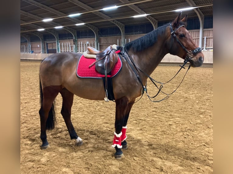 Bavarian Warmblood Gelding 13 years 16 hh in Illingen