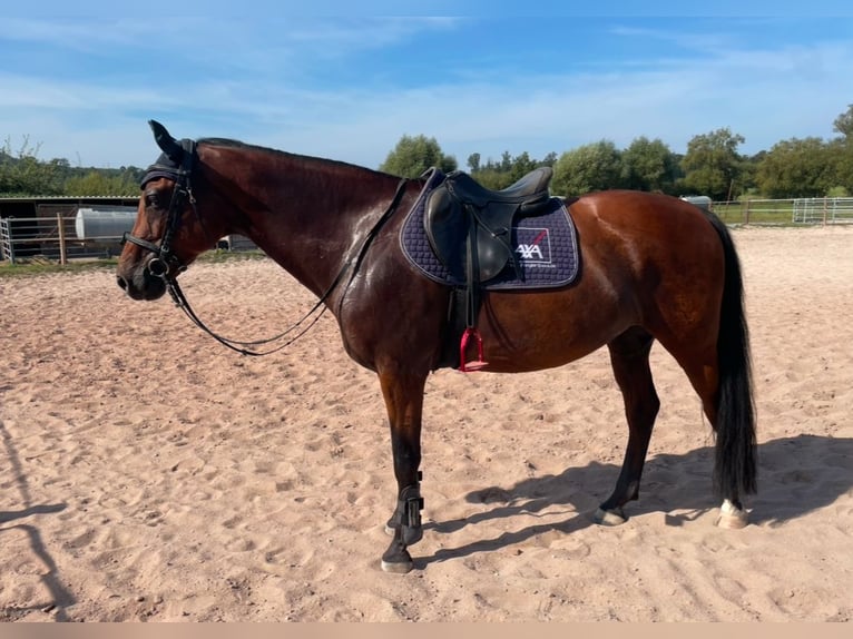 Bavarian Warmblood Gelding 13 years 16 hh in Illingen