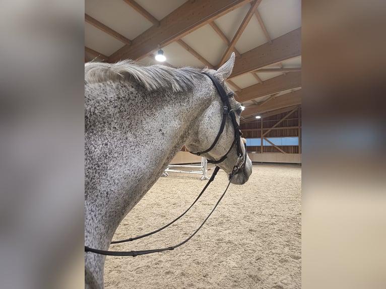 Bavarian Warmblood Gelding 13 years 16,2 hh Grey in Mühlheim am Inn