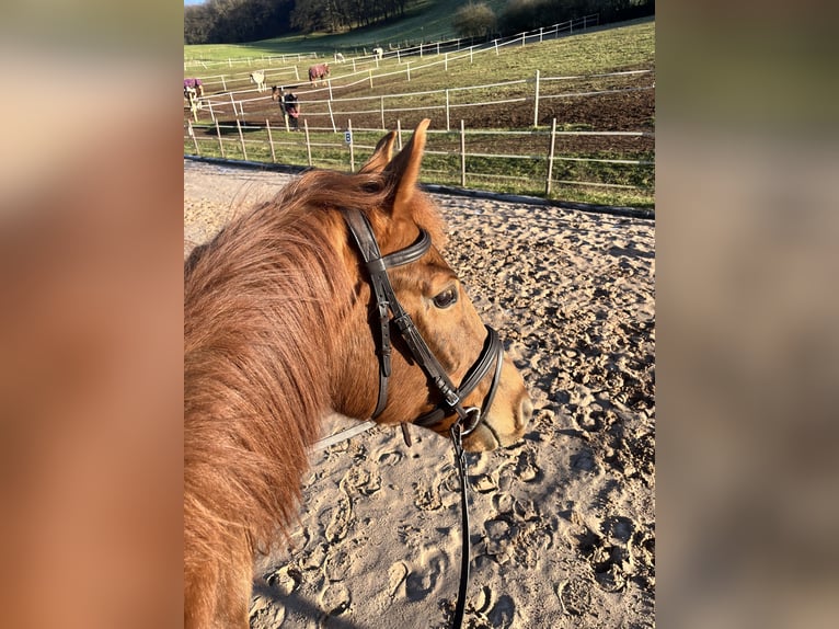 Bavarian Warmblood Gelding 13 years 17,1 hh Chestnut-Red in Landstuhl