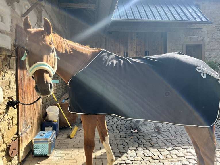 Bavarian Warmblood Gelding 13 years 17,1 hh Chestnut-Red in Landstuhl