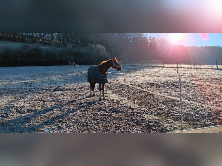 Bavarian Warmblood Gelding 13 years 17,1 hh Chestnut-Red in Landstuhl