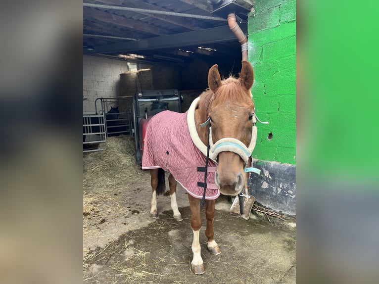 Bavarian Warmblood Gelding 13 years 17,1 hh Chestnut-Red in Landstuhl