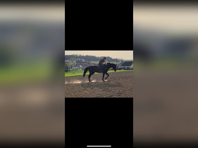 Bavarian Warmblood Gelding 13 years 17.2 hh Black in Hötzelsdorf