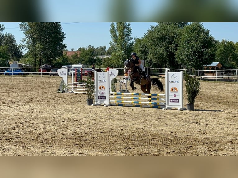 Bavarian Warmblood Gelding 13 years 17.2 hh Black in Hötzelsdorf