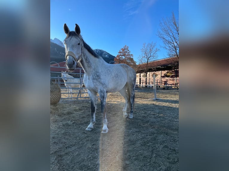 Bavarian Warmblood Gelding 13 years 17,2 hh Gray in Reutte