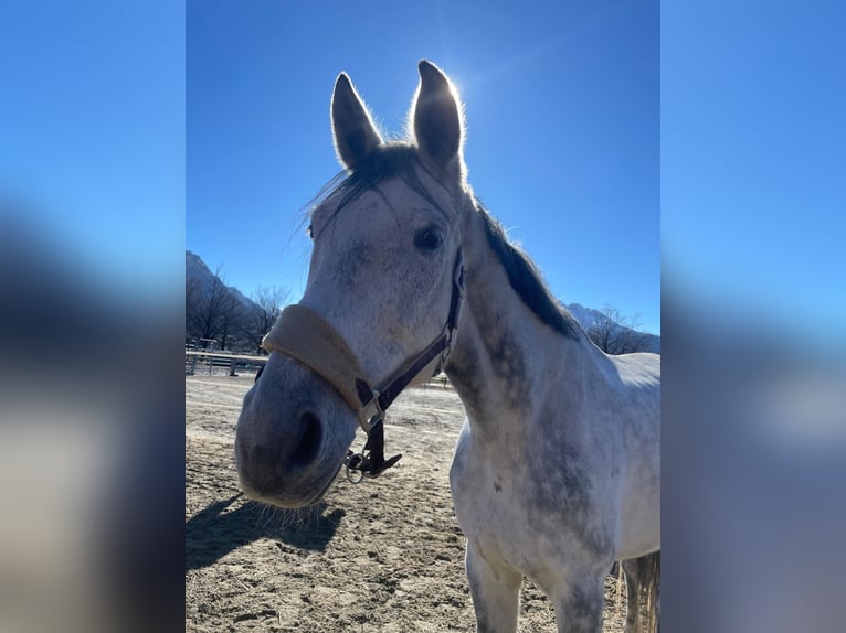 Bavarian Warmblood Gelding 13 years 17,2 hh Gray in Reutte