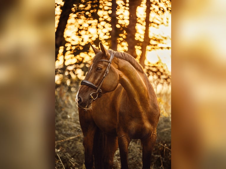 Bavarian Warmblood Gelding 13 years 17 hh Bay-Dark in Klaus