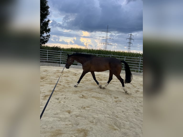 Bavarian Warmblood Gelding 13 years 17 hh Bay-Dark in Klaus